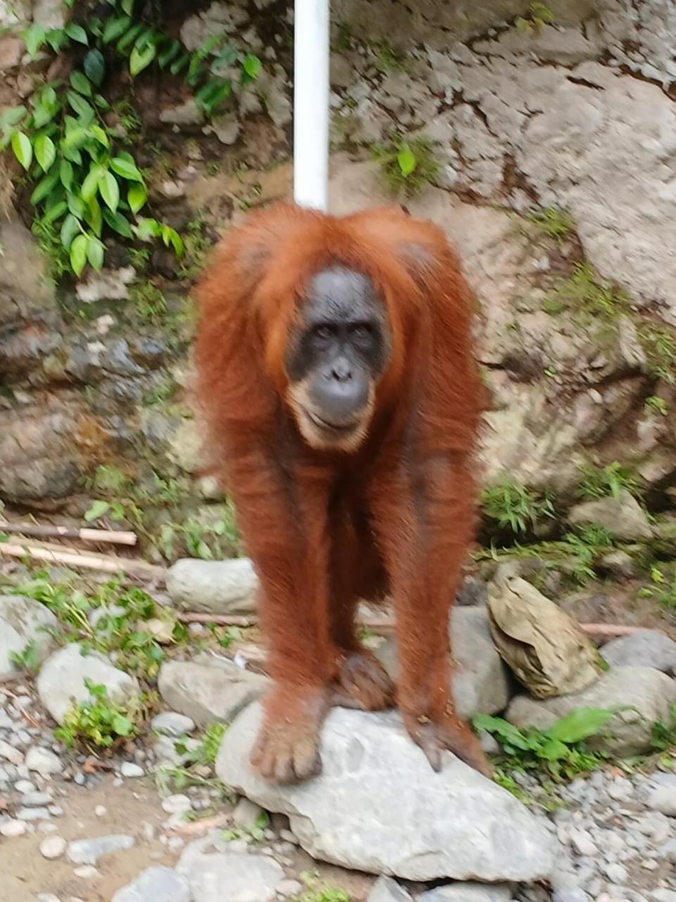 Landak River Guest House Only Trekking With Us Bukit Lawang Exterior photo