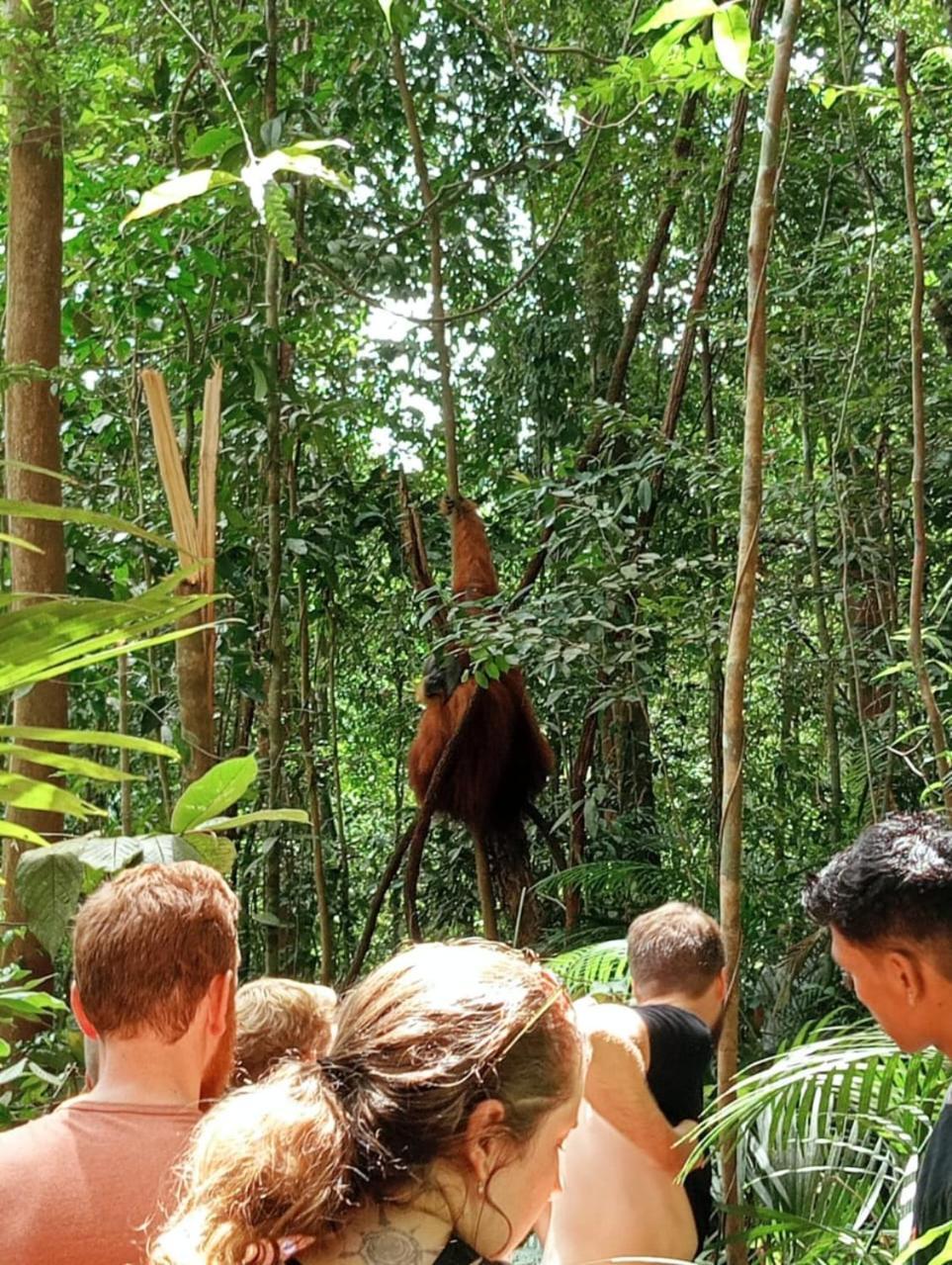 Landak River Guest House Only Trekking With Us Bukit Lawang Exterior photo