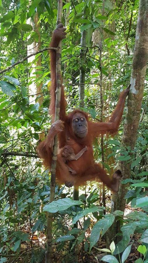 Landak River Guest House Only Trekking With Us Bukit Lawang Exterior photo