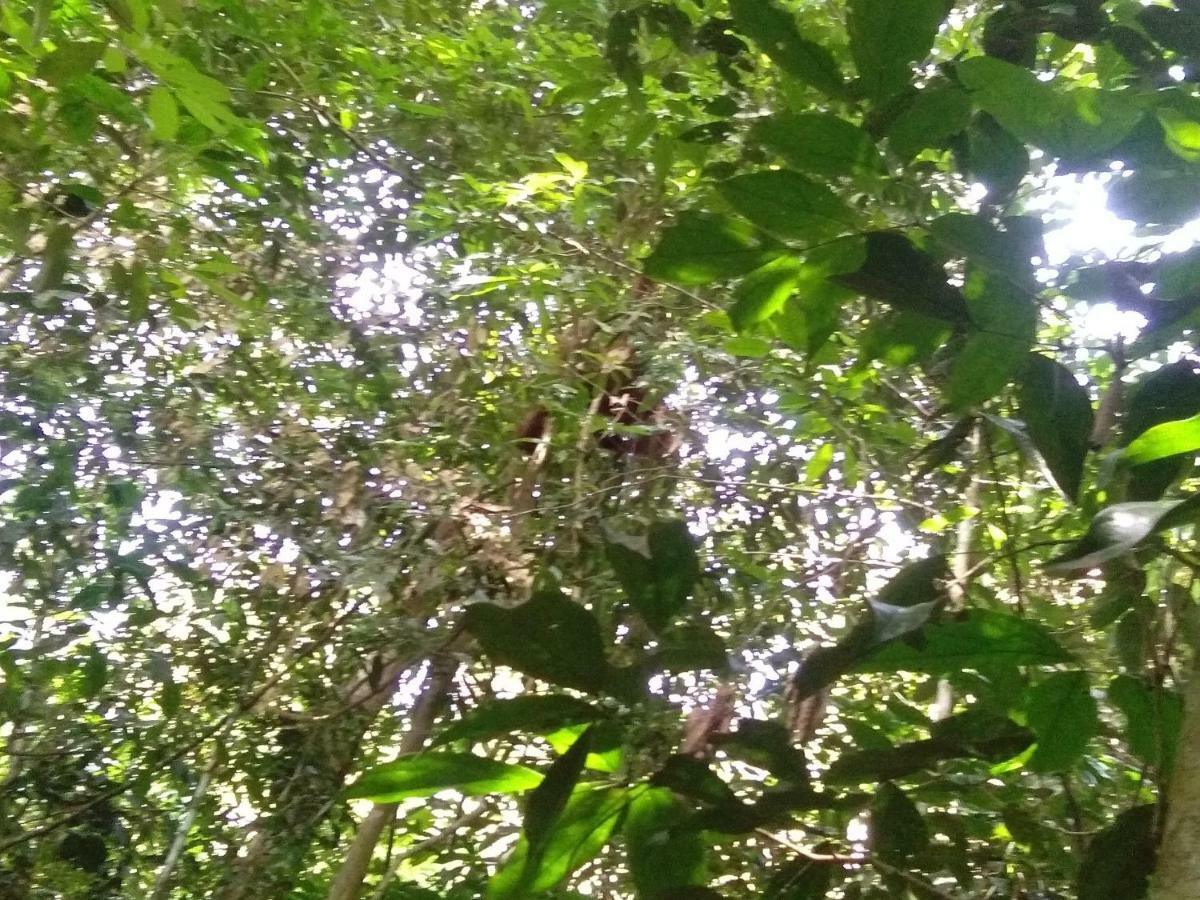 Landak River Guest House Only Trekking With Us Bukit Lawang Exterior photo