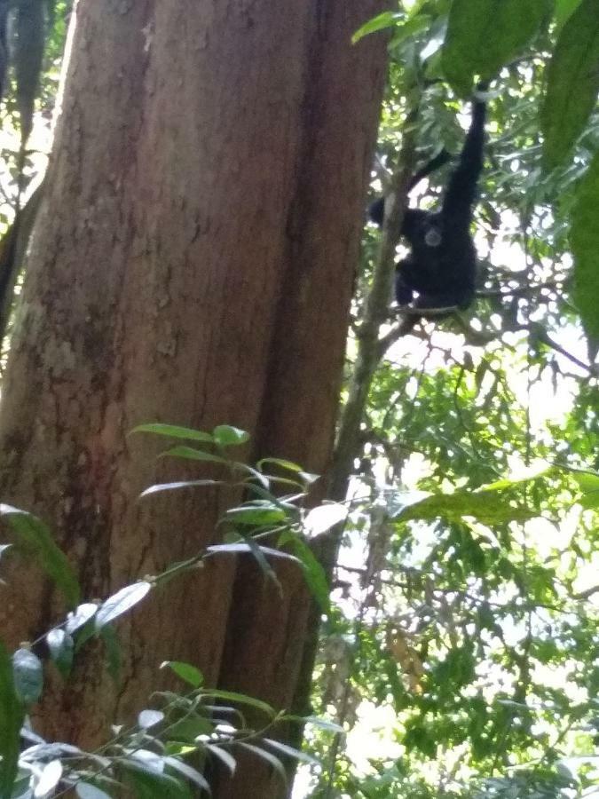 Landak River Guest House Only Trekking With Us Bukit Lawang Exterior photo